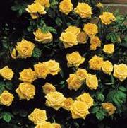 Rosa 'Golden Showers'