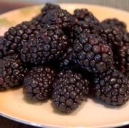 Rubus occidentalis 'Bristol'