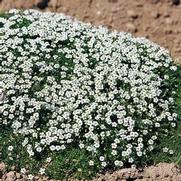 Sagina subulata 'Dubliner'