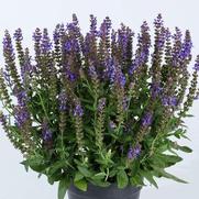 Salvia nemorosa 'Apex Blue'