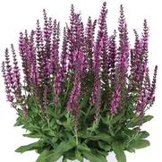 Salvia nemorosa 'Apex Pink'