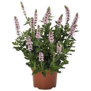 Salvia nemorosa 'Salute Light Pink'