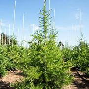 Larix Laricina 'Tamarack'
