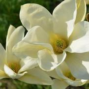 Magnolia x 'Elizabeth'