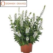 Salvia nemorosa 'Salute White'