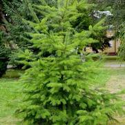 Pseudotsuga Menziesii