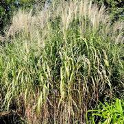 Miscanthus floridulis