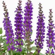 Salvia nemorosa 'Swifty Violet'
