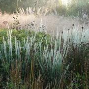 Schizachyrium scoparium 'Ha Ha Tonka'