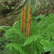 Osmunda cinnamomea