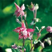 Semiaquilegia ecalcarata