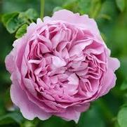 Rosa 'Charles Rennie Mackintosh'