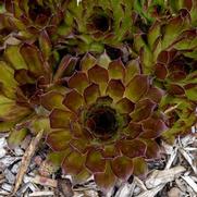 Sempervivum hybrid 'Black'