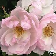 Rosa 'Scarborough Fair'