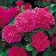 Rosa 'Sophy's Rose'
