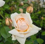 Rosa 'Windermere'