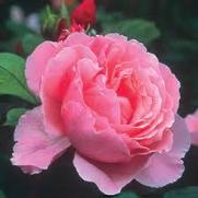 Rosa 'Brother Cadfael'