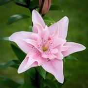 Lilium asiatic 'Elodie'