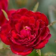 Rosa Easy Elegance 'Chi'