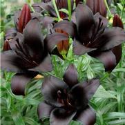 Lilium asiatic 'Nightrider'
