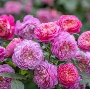 Rosa 'Emma Bridgewater'