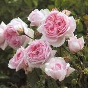 Rosa 'The Wedgewood'
