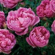 Rosa 'The Ingenious Mr. Fairchild'