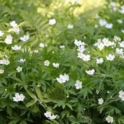Anemone 'Canadensis'