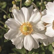 Anemone 'x Whirlwind'