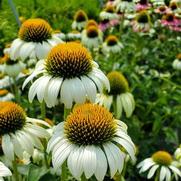 Echinacea purpurea 'Happy Star'