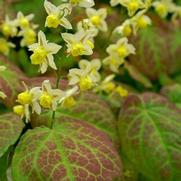 Epimedium versicolor 'Sulphureum'
