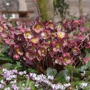 Helleborus frostkiss 'Elemental'