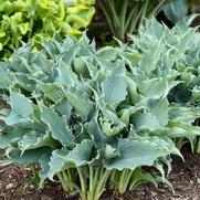 Hosta shadowland 'Waterslide'