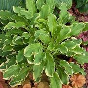 Hosta shadowland 'Wheee'