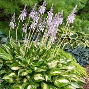 Hosta shadowland 'Miss America'