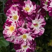 Rosa 'Purple Splash' Rosa 'Purple Splash'