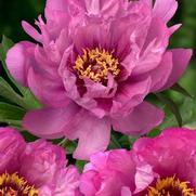 Paeonia itoh 'First Arrival'