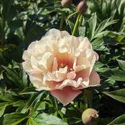 Paeonia itoh 'Scrumdiddlyumptious'