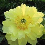 Paeonia itoh 'Bartzella'