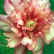 Paeonia itoh 'Julia Rose'