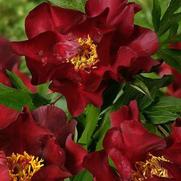 Paeonia itoh 'Scarlet Heaven'