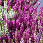 Calluna vulgaris 'Beauty Ladies Purple'