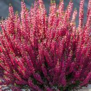 Calluna vulgaris 'Beauty Ladies Red'