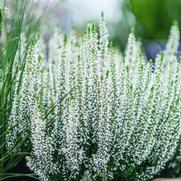 Calluna vulgaris 'Beauty Ladies White'