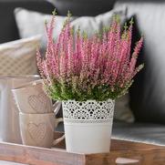 Calluna vulgaris 'Beauty Ladies Pink'