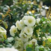 Chaenomeles speciosa 'Double Take Eternal White'