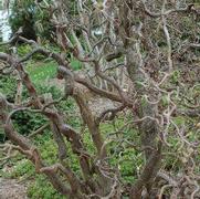 Corylus avellana 'Contorta'