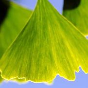 Ginkgo biloba 'Maiden Hair Tree'
