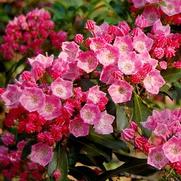 Kalmia latifolia 'Show Time'