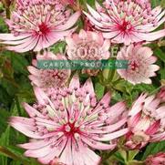Astrantia major 'Sparkling Stars Pink'